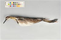 藏品(水雉)的圖片